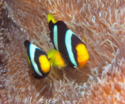 "Angry fish". A couple of Amphiprion clarkii (Clark's ane... by E&e Lp 